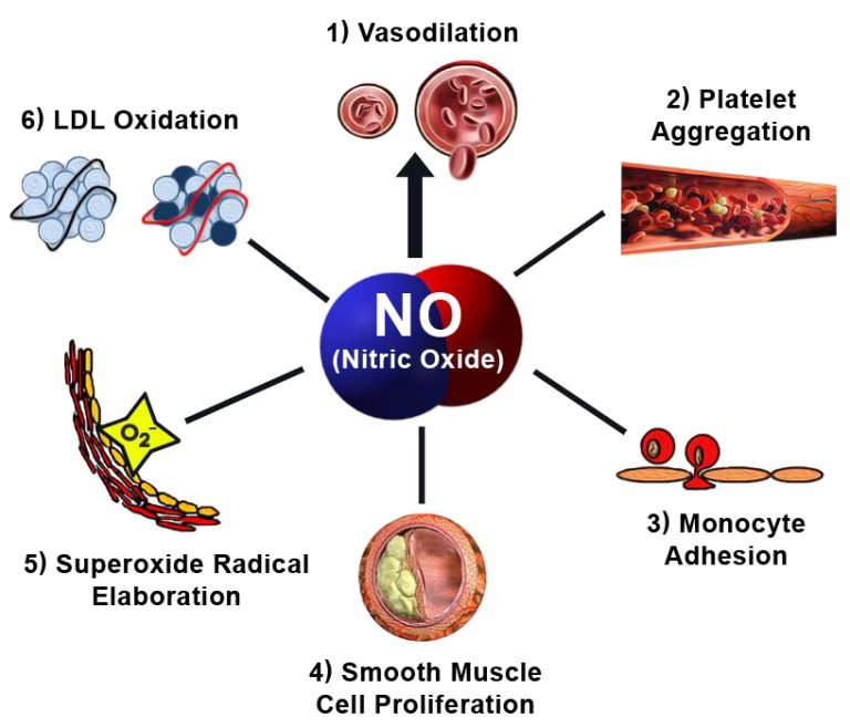 Nitric Oxide Plus and The Science - Most Powerful NO in Blood