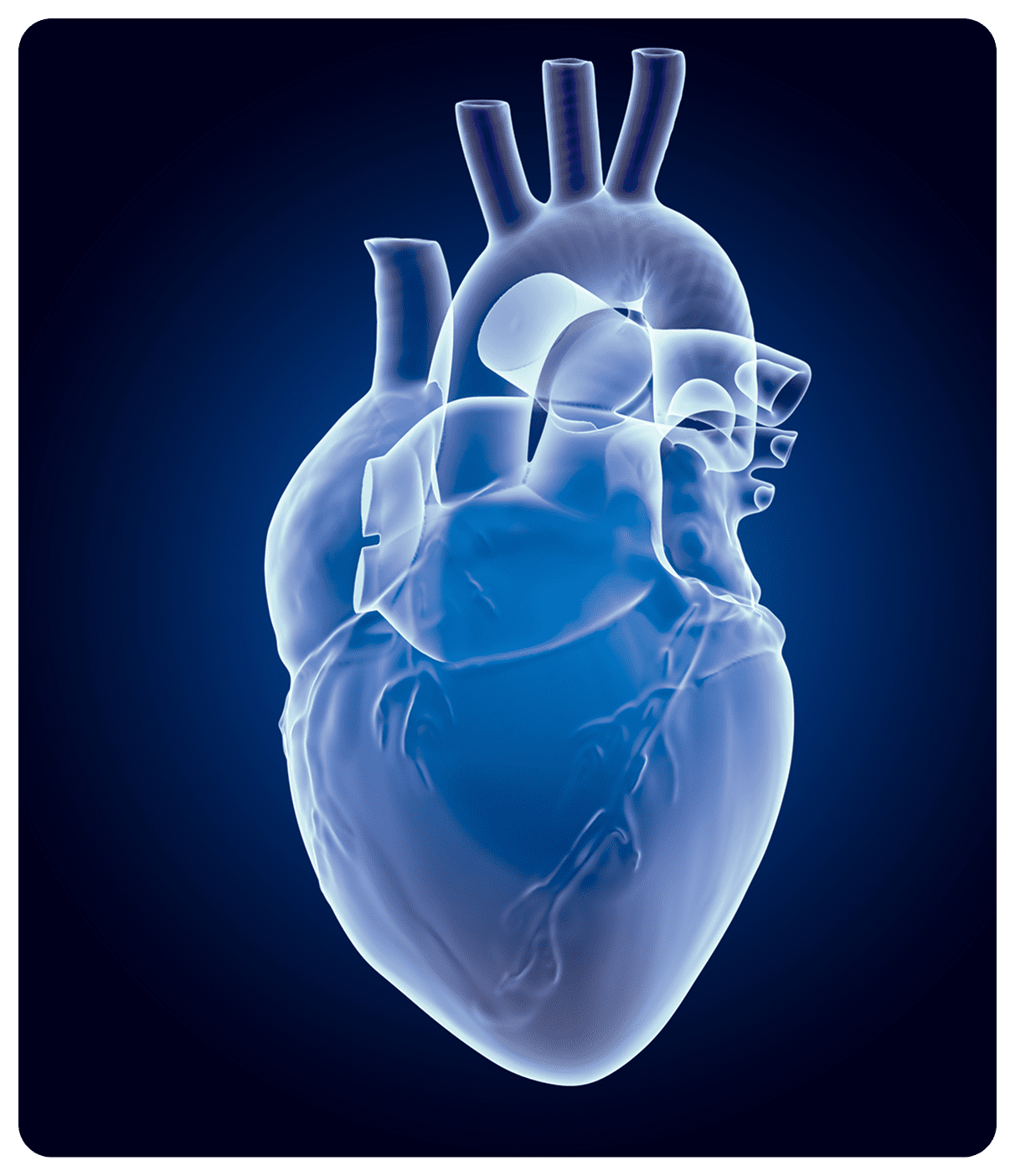 Anatomical heart depiction in blue tones