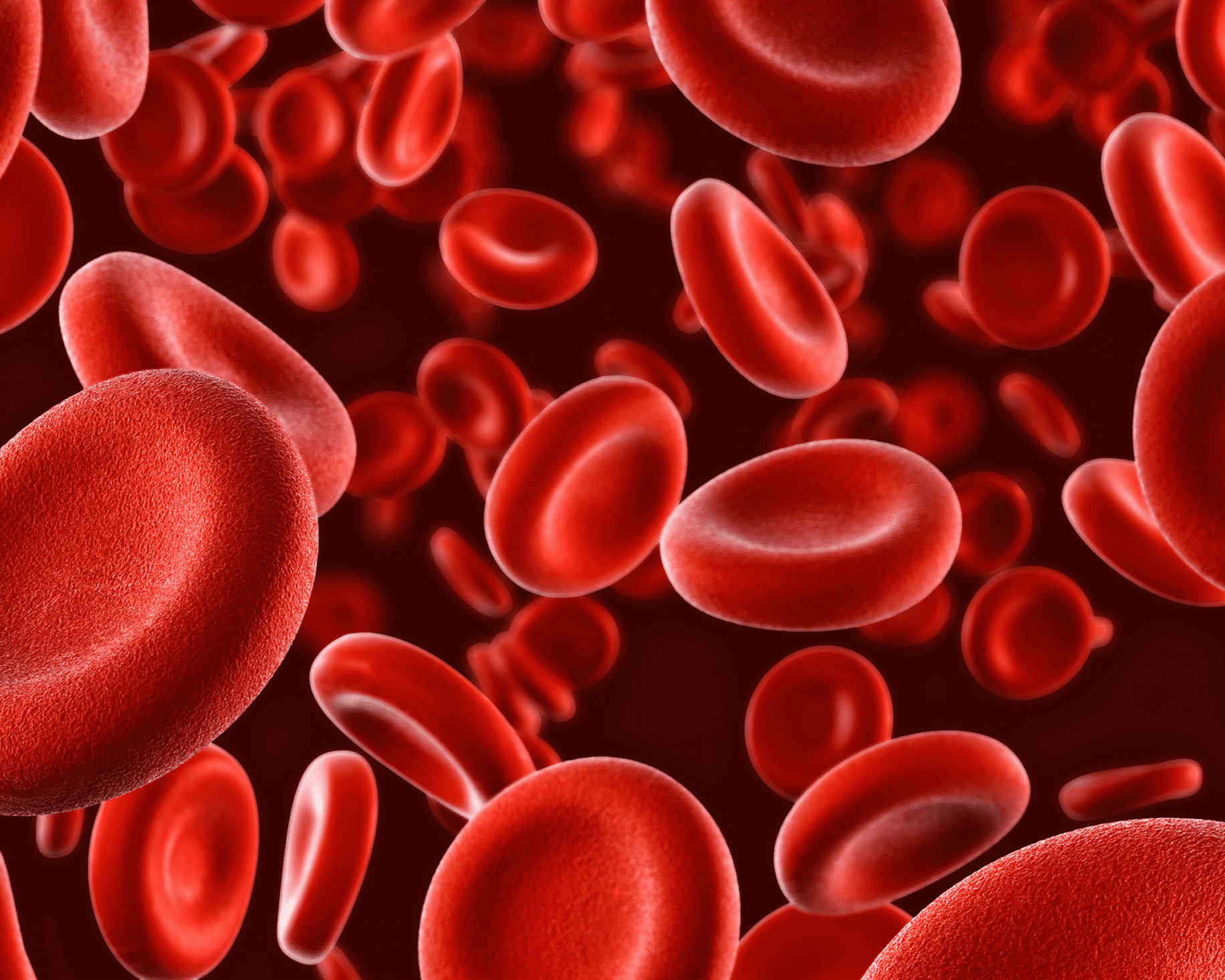 Close-up of circulating red blood cells