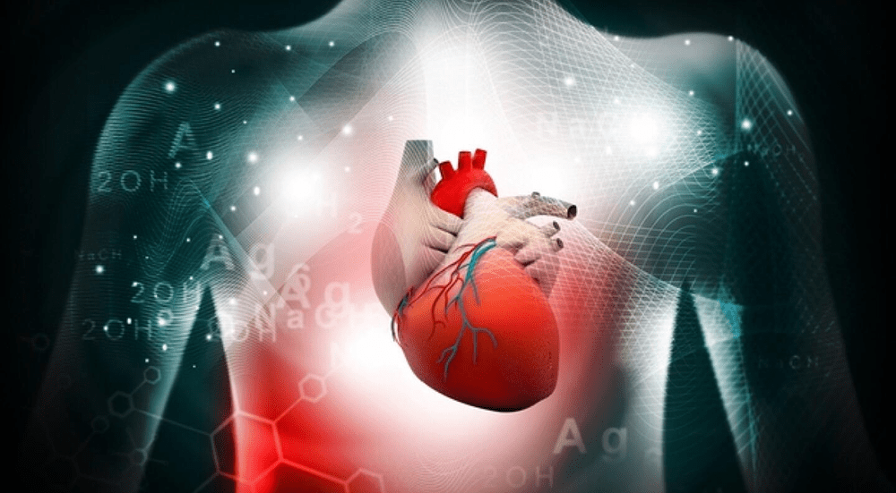 Digital illustration of human heart anatomy.