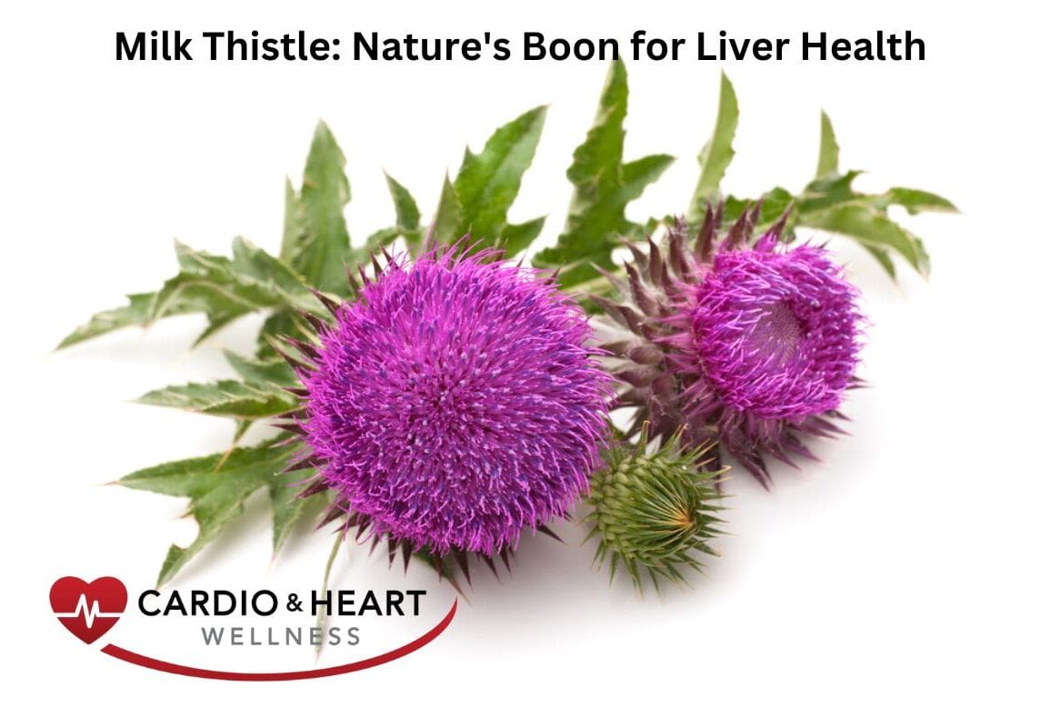 Milk thistle promoting liver health benefits